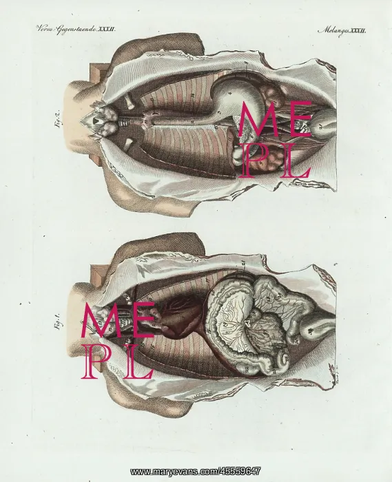 : Entrails in the human body : Entrails in the human body