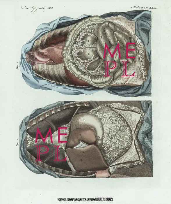 : The entrails in the human body : The entrails in the human body