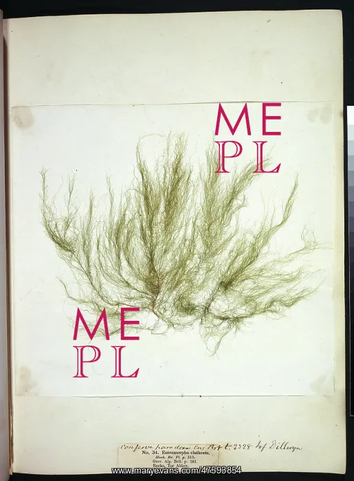 : Entromorpha clathrata, seaweed : Entromorpha clathrata, seaweed