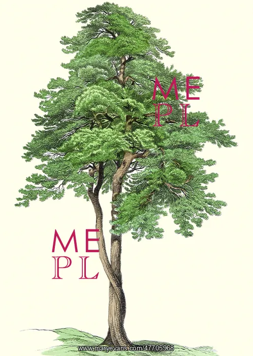  : Entwined Pines