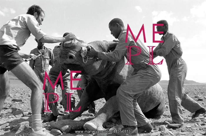 : Environmental workers with rhino waking after its horn : Environmental workers with rhino waking after its horn