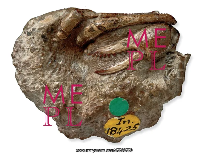 : Eocarcinus, the oldest crab fossil ever found : Eocarcinus, the oldest crab fossil ever found