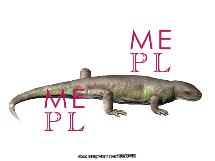 : Eocasea is a synapsid from the Late Carboniferous period : Eocasea is a synapsid from the Late Carboniferous period