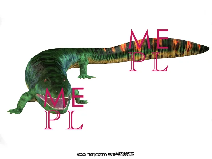 : Eogyrinus aquatic tetrapod on white background : Eogyrinus aquatic tetrapod on white background