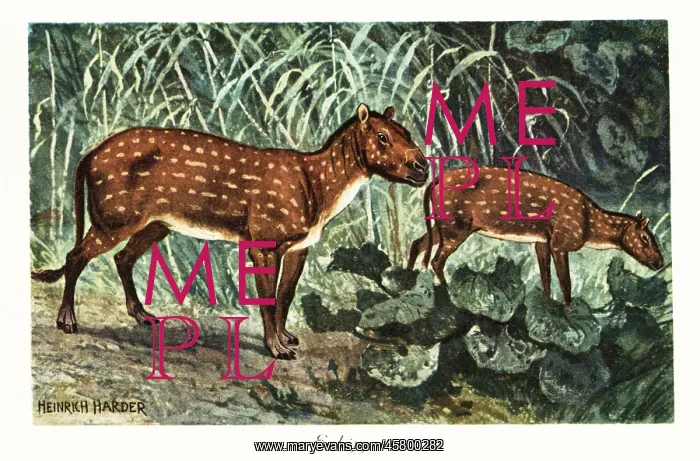 : Eohippus angustidens, extinct species of small : Eohippus angustidens, extinct species of small