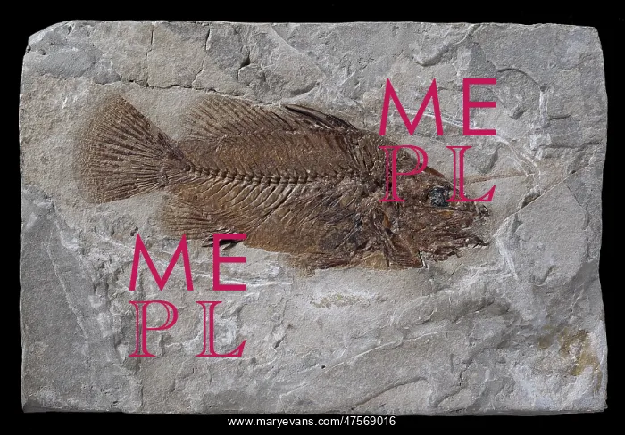 : Eolates gracilis, fossil fish : Eolates gracilis, fossil fish
