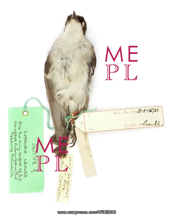 : Eopsaltria leucura : Eopsaltria leucura