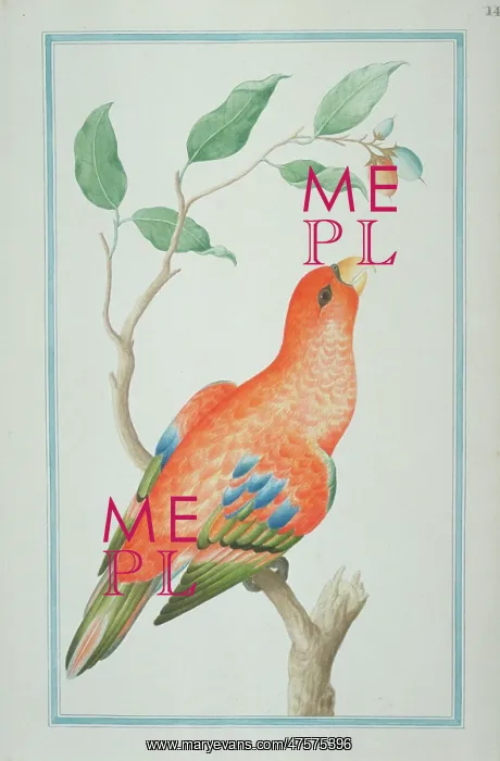 : Eos rubra, red lory : Eos rubra, red lory