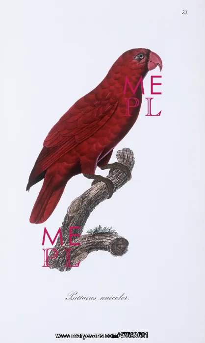 : Eos rubra, red lory : Eos rubra, red lory