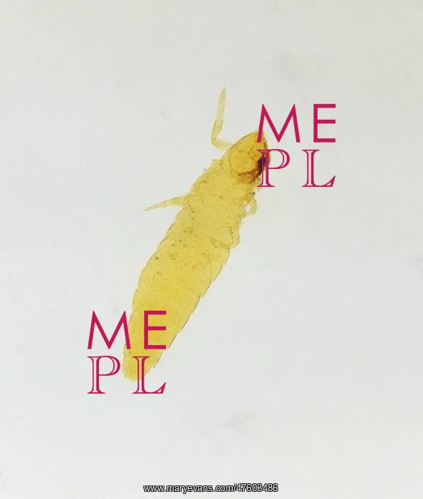 : Eosentomon delicatum : Eosentomon delicatum