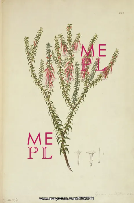 : Epacris longiflora, fuschia heath : Epacris longiflora, fuschia heath