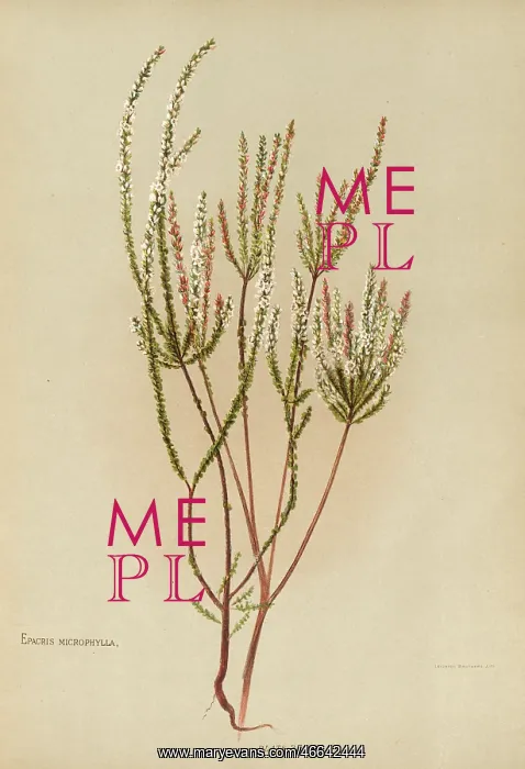 : Epacris Microphylla or Coral Heath : Epacris Microphylla or Coral Heath