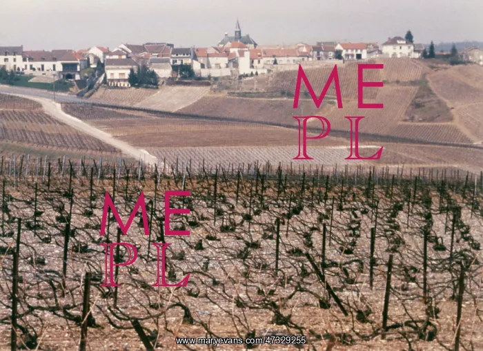  : EPERNAY VINEYARD, 1987