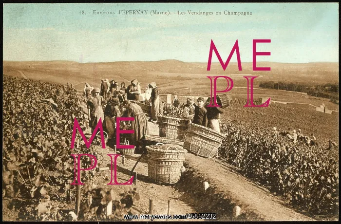  : EPERNAY VINEYARDS