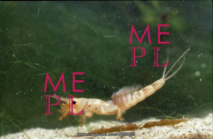 : Ephemera danica, mayfly larva : Ephemera danica, mayfly larva