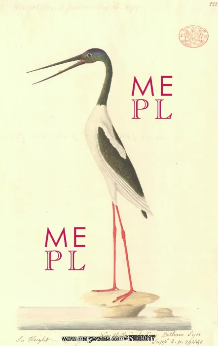 : Ephippiorhynchus asiaticus, black-necked stork : Ephippiorhynchus asiaticus, black-necked stork