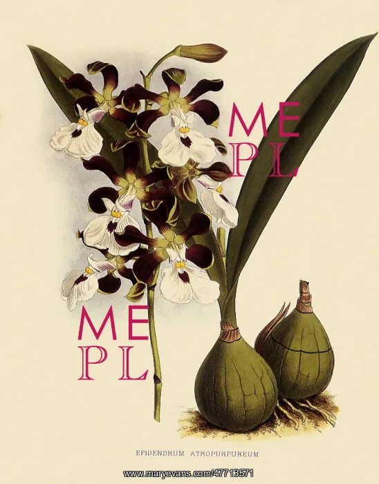 : Epidendrum Atropurpureum : Epidendrum Atropurpureum