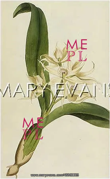  : EPIDENDRUM COCHLEATUM