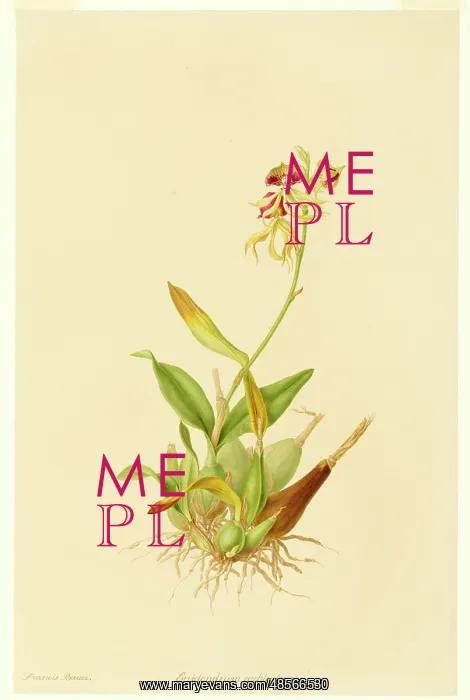  : Epidendrum cochleatum, clamshell orchid