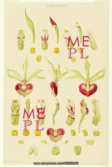 : Epidendrum cochleatum, clamshell orchid : Epidendrum cochleatum, clamshell orchid