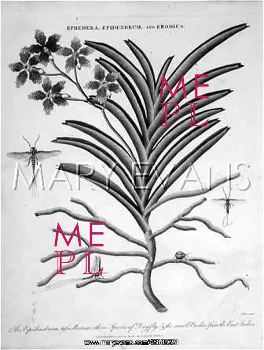 : EPIDENDRUM & DAY FLY : EPIDENDRUM & DAY FLY