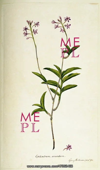 : Epidendrum elongatum, orchid : Epidendrum elongatum, orchid