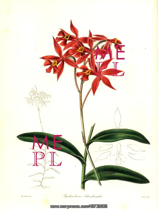 : Epidendrum macrocarpum orchid : Epidendrum macrocarpum orchid