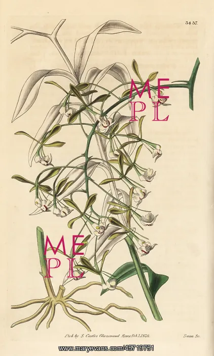  : Epidendrum paniculatum orchid