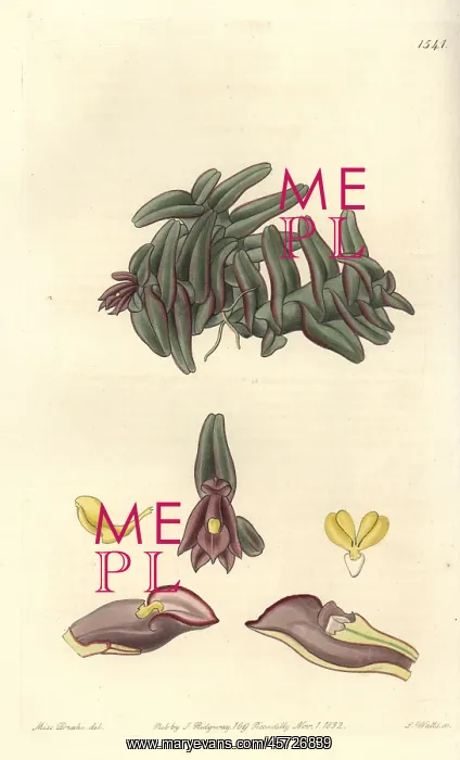 : Epidendrum schlechterianum orchid : Epidendrum schlechterianum orchid