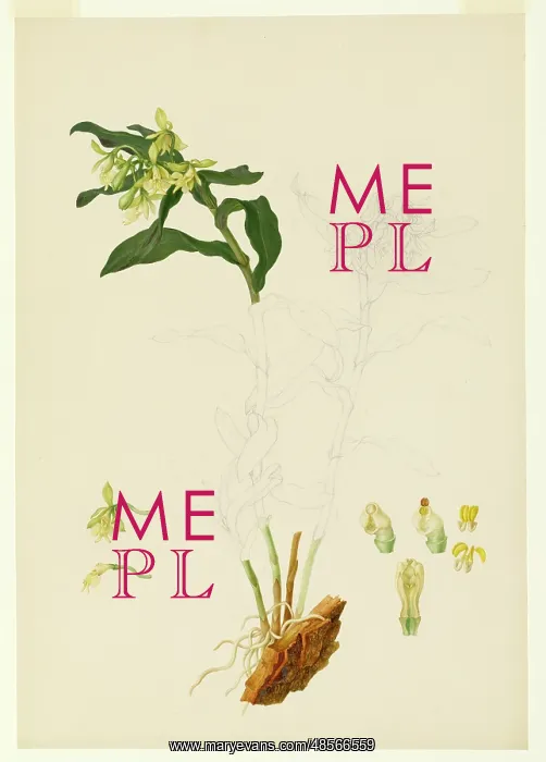 : Epidendrum sp. orchid : Epidendrum sp. orchid