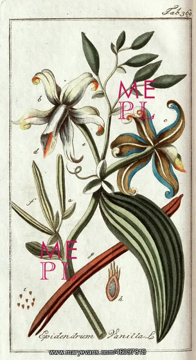 : Epidendrum Vanilla L : Epidendrum Vanilla L
