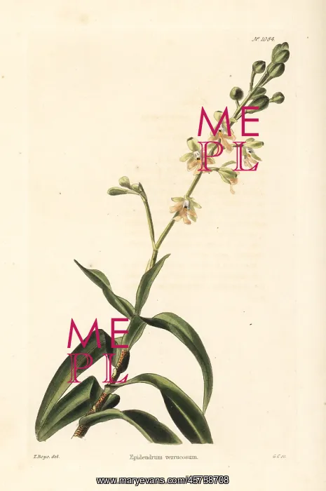 : Epidendrum verrucosum : Epidendrum verrucosum