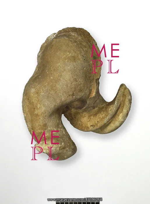 : Epidiceras speciosum (Munster), internal cast of bivalve : Epidiceras speciosum (Munster), internal cast of bivalve