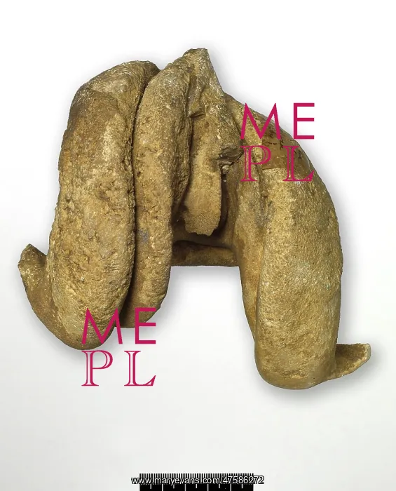 : Epidiceras speciosum (Munster), internal cast of bivalve : Epidiceras speciosum (Munster), internal cast of bivalve