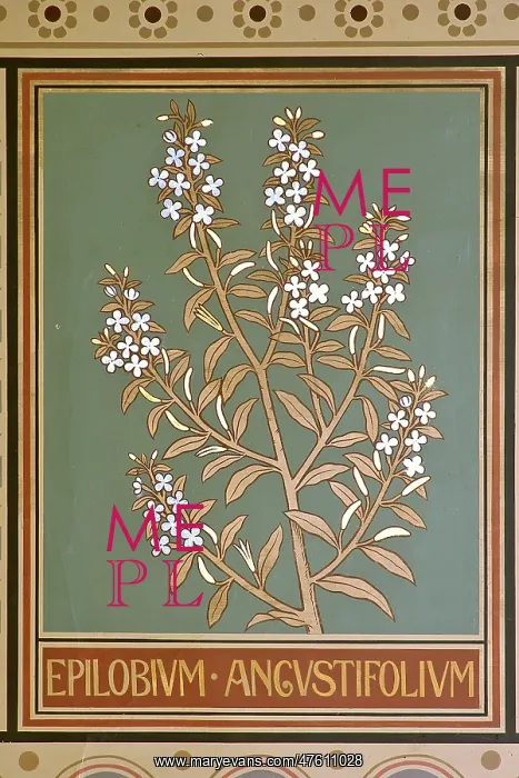 : Epilobium angustifolium, fireweed : Epilobium angustifolium, fireweed