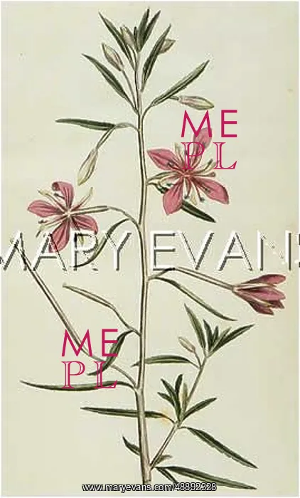 : EPILOBIUM ANGUSTISSIMUM : EPILOBIUM ANGUSTISSIMUM
