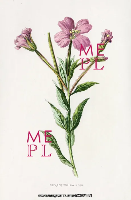  : EPILOBIUM HIRSUTUM