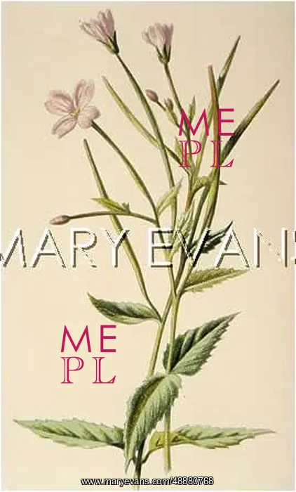  : EPILOBIUM MONTANUM