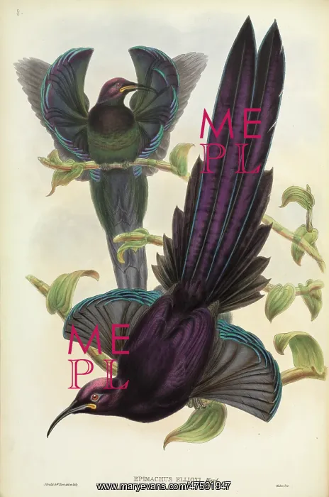 : Epimachus ellioti, elliot's sicklebill : Epimachus ellioti, elliot's sicklebill