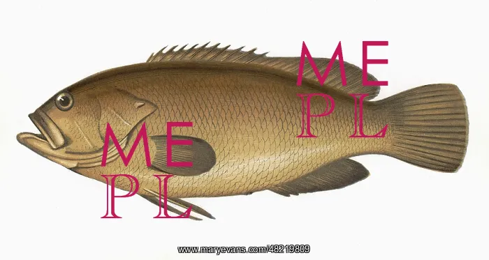: Epinephelus marginatus, or Dusky Perch : Epinephelus marginatus, or Dusky Perch