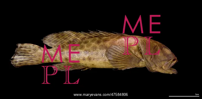 : Epinephelus quoyanus, longfin grouper : Epinephelus quoyanus, longfin grouper