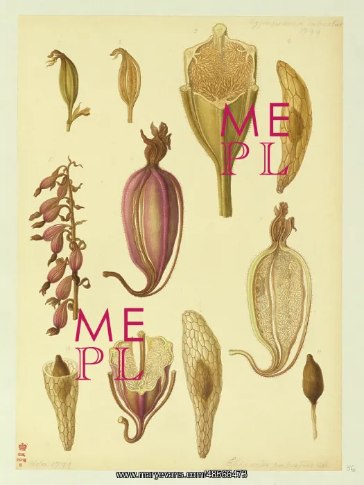 : Epipactis palustris, marsh helliborine : Epipactis palustris, marsh helliborine