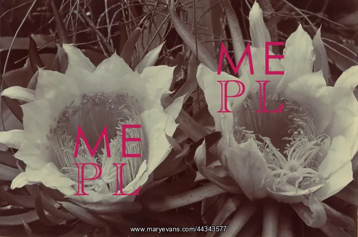 : Epiphyllum chrysocardium : Epiphyllum chrysocardium