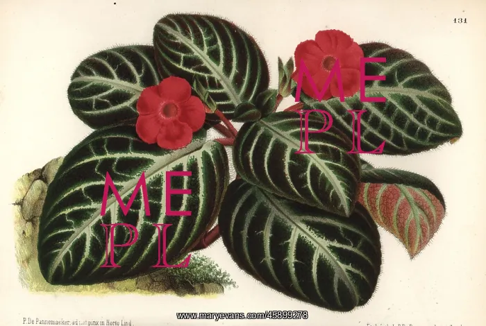 : Episcia reptans foliage plant : Episcia reptans foliage plant