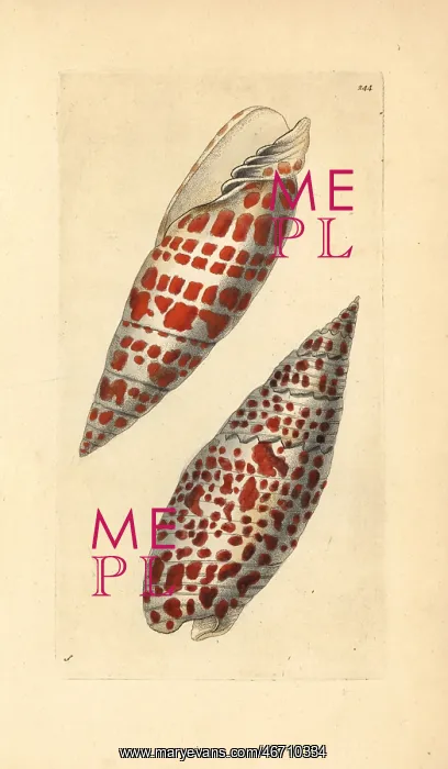 : Episcopal miter (upper) and Papal Miter (lower) : Episcopal miter (upper) and Papal Miter (lower)