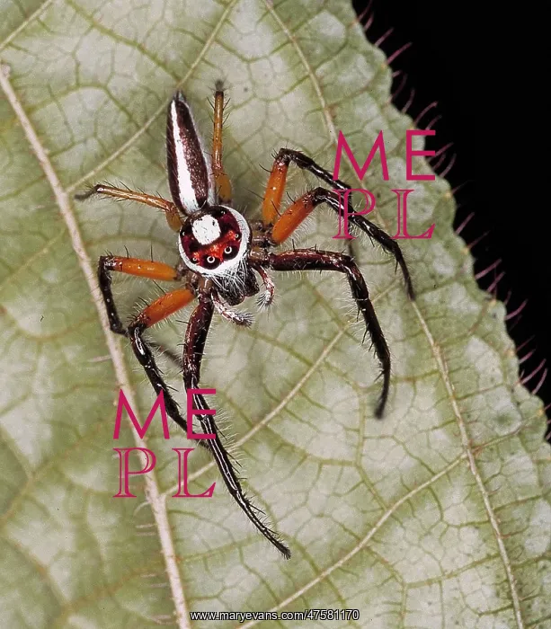 : Epocilla aurantiaca, jumping spider : Epocilla aurantiaca, jumping spider
