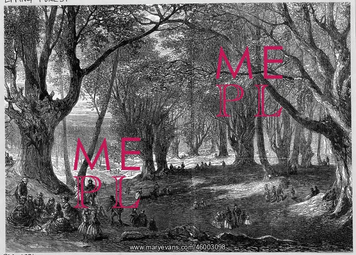 : EPPING FOREST : EPPING FOREST