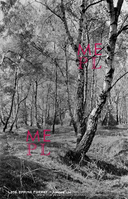 : Epping Forest : Epping Forest