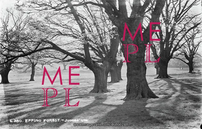 : Epping Forest : Epping Forest