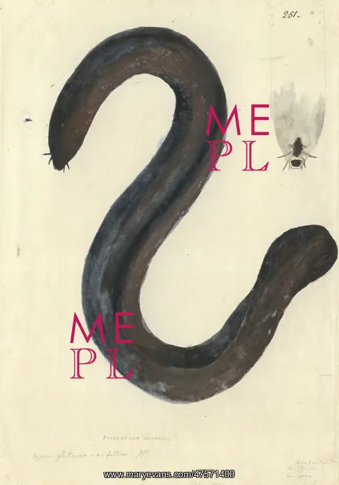 : Eptatretus cirrhatus, broadgill hagfish : Eptatretus cirrhatus, broadgill hagfish